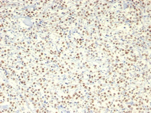 c-Myc Antibody (MYC/7854R) - Azide and BSA Free
