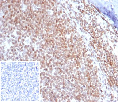 c-Myc Antibody (MYC/7854R) - Azide and BSA Free