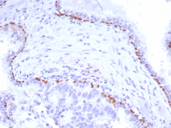 p40/deltaNp63 Antibody (P40/8225R) - Azide and BSA Free