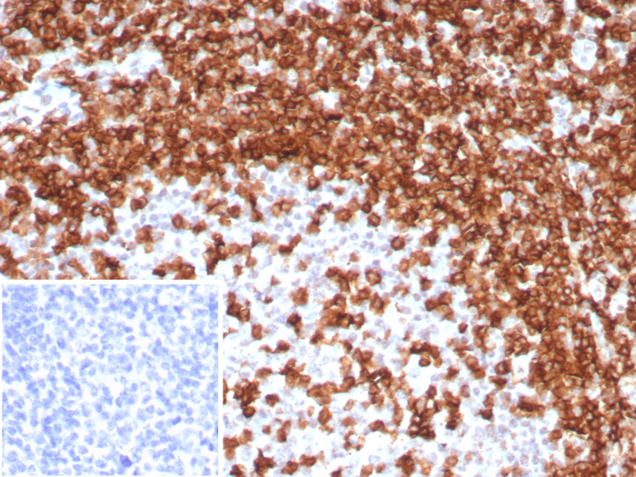 CD45RA Antibody (T200/8144R) - Azide and BSA Free