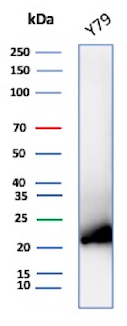 AlphaB Crystallin/CRYAB Antibody (CRYAB/7918) - Azide and BSA Free Western Blot: AlphaB Crystallin/CRYAB Antibody (CRYAB/7918) - Azide and BSA Free [NBP3-20796] -