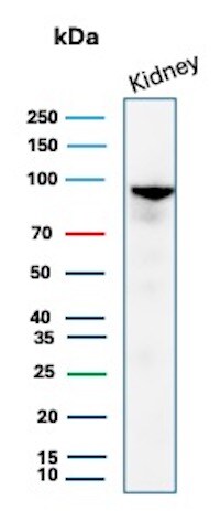 ACE-2 Antibody (ACE2/8748R) - Azide and BSA Free Western Blot: ACE-2 Antibody (ACE2/8748R) - Azide and BSA Free [NBP3-20812] -