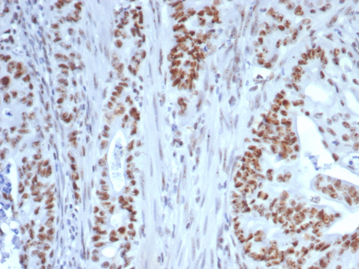 Nucleolin Antibody (NCL/7339) - Azide and BSA Free
