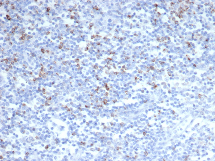 CTLA-4 Antibody (CTLA4/6864R) - Azide and BSA Free