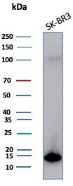 S100P Antibody (S100P/7373) - Azide and BSA Free S100P Antibody (S100P/7373) - Azide and BSA Free