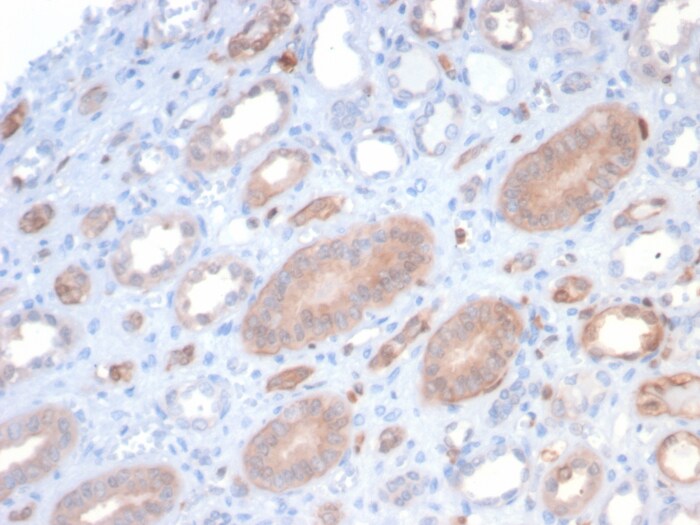 S100P Antibody (S100P/7373) - Azide and BSA Free S100P Antibody (S100P/7373) - Azide and BSA Free