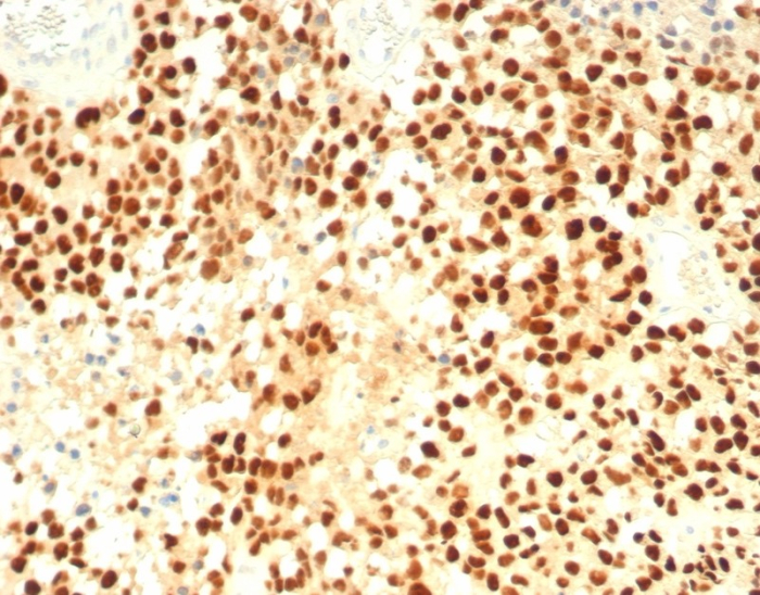 SF-1/NR5A1/Steroidogenic Factor 1 Antibody (SF1/8000R) - Azide and BSA Free