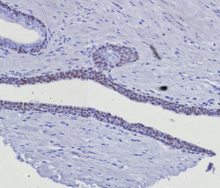 GATA-3 Antibody (GATA3/8327R) - Azide and BSA Free