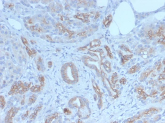Golgi Glycoprotein 1/GLG1 Antibody (GLG1/7174R) - BSA Free