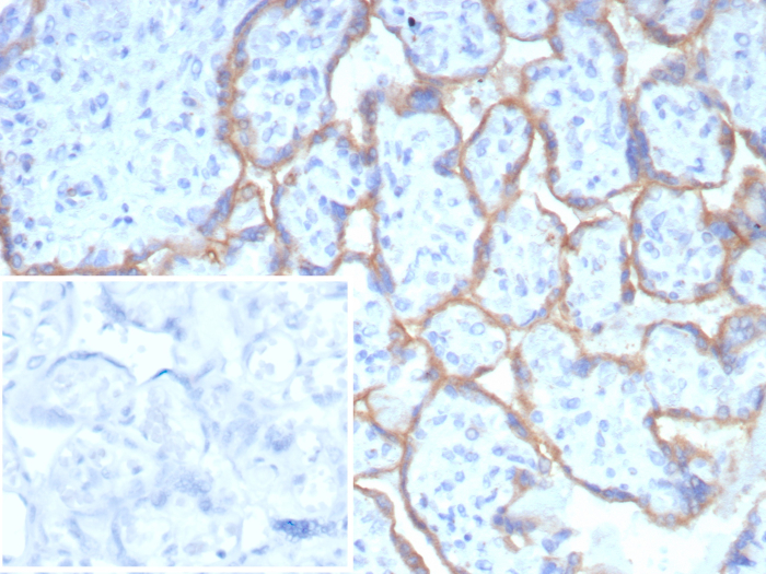 PD-L1 Antibody (PDL1/8408R) - Azide and BSA Free