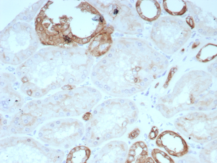 Occludin Antibody (rOCLN/8776) - Azide and BSA Free