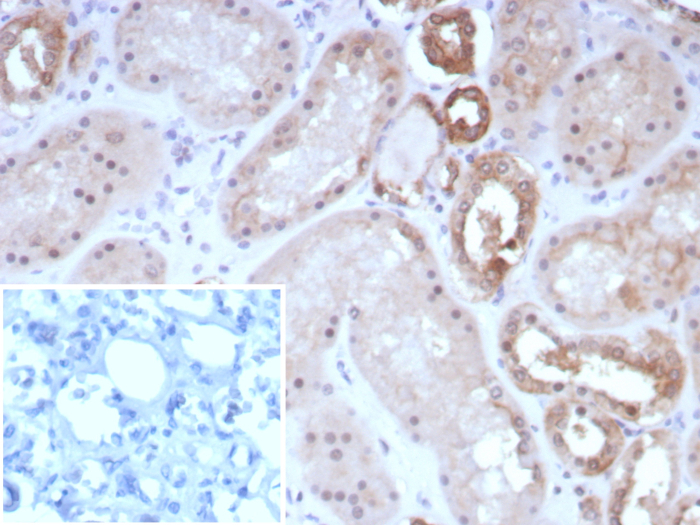 Occludin Antibody (rOCLN/8525) - Azide and BSA Free