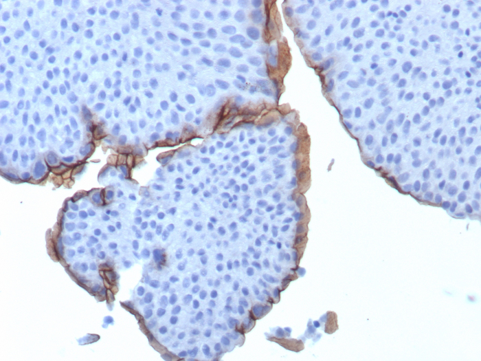 Uroplakin IIIB Antibody (UPK3B/3270) - Azide and BSA Free