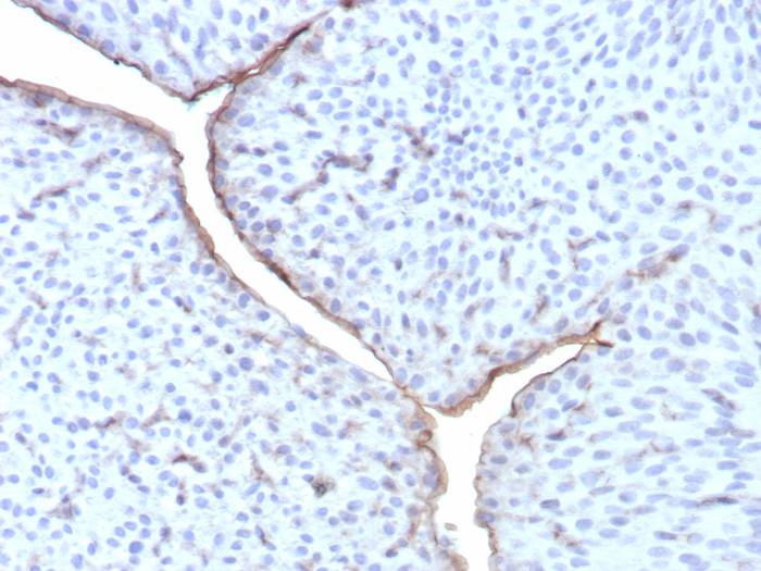 Uroplakin IIIB Antibody (UPK3B/8550R) - Azide and BSA Free