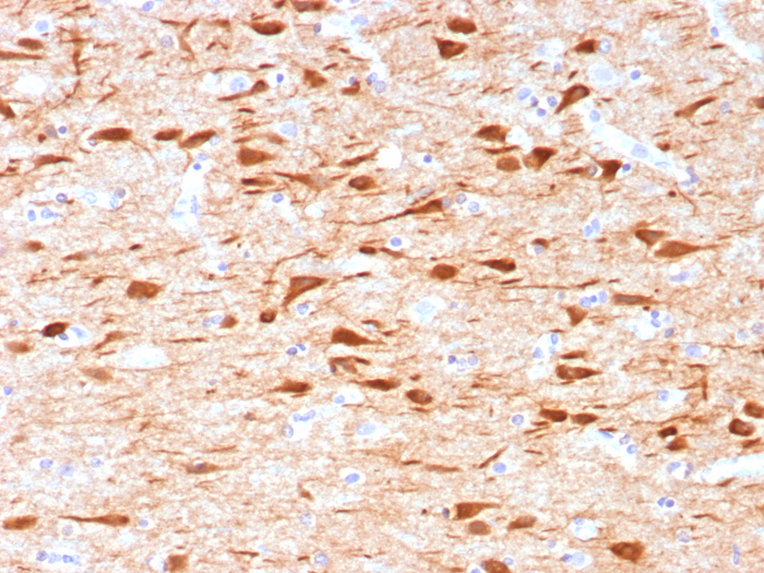 NECAB1 Antibody (NECAB1/7677) - Azide and BSA Free