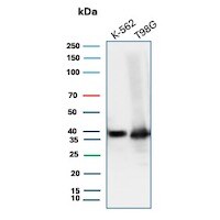 LEF1 Antibody (LEF1/6764) - Azide and BSA Free Western Blot: LEF1 Antibody (LEF1/6764) - Azide and BSA Free [NBP3-20946] -