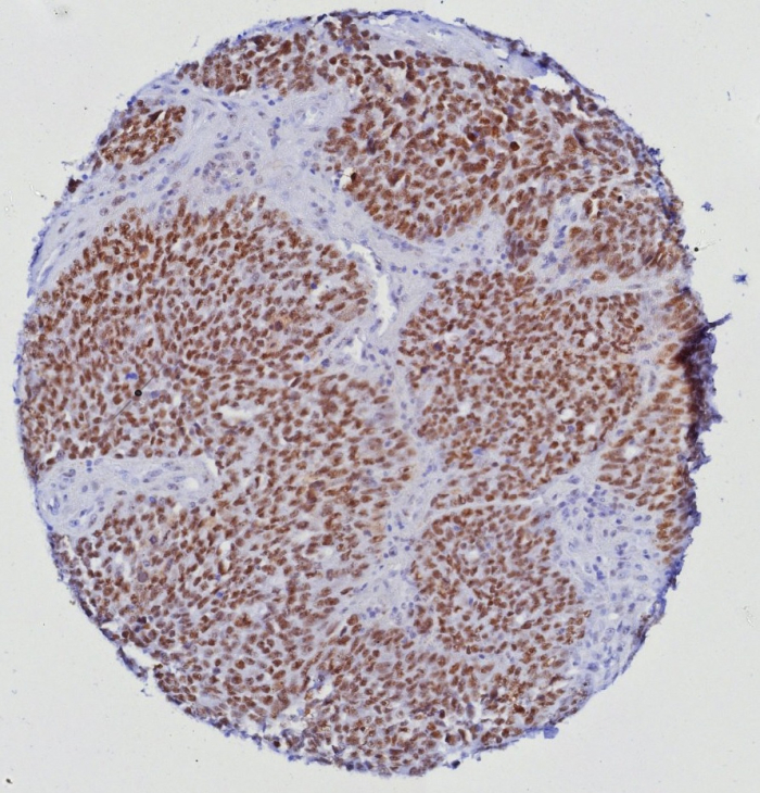 ERG Antibody (ERG/6980) - Azide and BSA Free