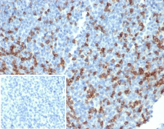 PD-1 Antibody (PDCD1/4231R) - Azide and BSA Free PD-1 Antibody (PDCD1/4231R) - Azide and BSA Free