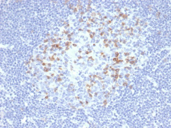PD-1 Antibody (PDCD1/4231R) - Azide and BSA Free PD-1 Antibody (PDCD1/4231R) - Azide and BSA Free