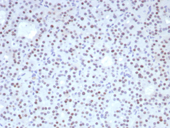 FOXL2 Antibody (FOXL2/8362R) - Azide and BSA Free