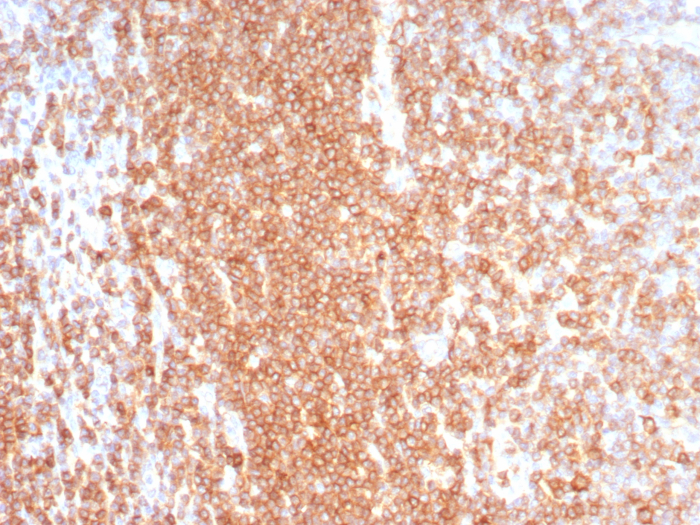 CD27/TNFRSF7 Antibody (LPFS2/8574R) - Azide and BSA Free