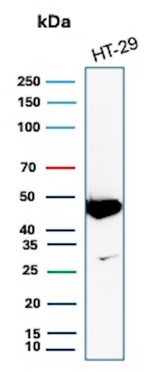 Cytokeratin 20 Antibody (KRT20/7805R) - Azide and BSA Free Western Blot: Cytokeratin 20 Antibody (KRT20/7805R) - Azide and BSA Free [NBP3-20969] -