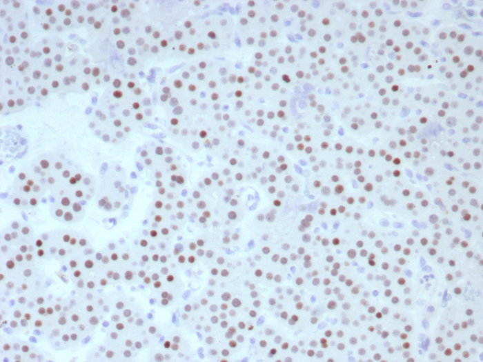 FOXL2 Antibody (FOXL2/8701R) - Azide and BSA Free