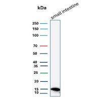 FABP2/I-FABP Antibody (FABP2/7670) - Azide and BSA Free Western Blot: FABP2/I-FABP Antibody (FABP2/7670) - Azide and BSA Free [NBP3-21007] -