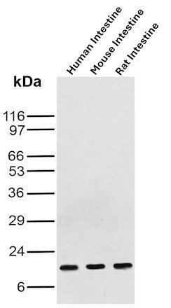 FABP3/H-FABP Antibody (rFABP3/8534) - Azide and BSA Free Western Blot: FABP3/H-FABP Antibody (rFABP3/8534) - Azide and BSA Free [NBP3-21008] -