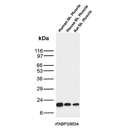 FABP3/H-FABP Antibody (rFABP3/8534) - Azide and BSA Free Western Blot: FABP3/H-FABP Antibody (rFABP3/8534) - Azide and BSA Free [NBP3-21008] -