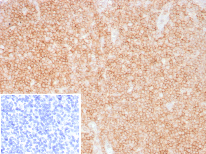 CD48/SLAMF2 Antibody (CD48/8360R) - Azide and BSA Free