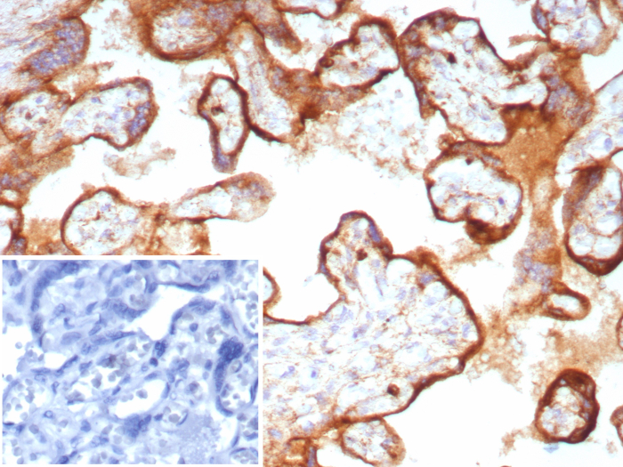 CD63 Antibody (LAMP3/8705R) - Azide and BSA Free