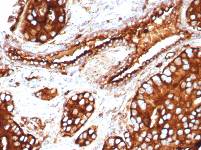CD63 Antibody (LAMP3/8705R) - Azide and BSA Free