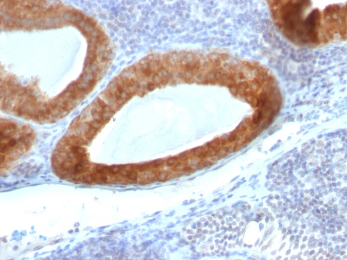 Thyroid Peroxidase Antibody (rTPO/7248) - Azide and BSA Free Thyroid Peroxidase Antibody (rTPO/7248) - Azide and BSA Free