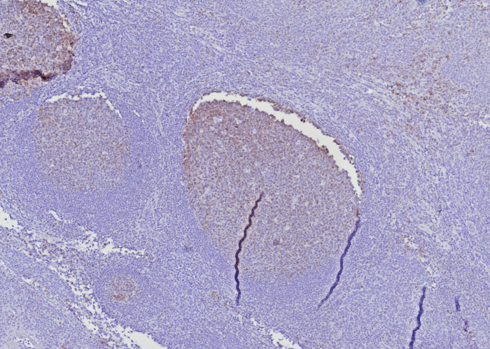 BOB1 Antibody (BOB1/7468) - Azide and BSA Free