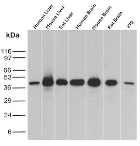 Glutamine Synthetase Antibody (GLUL/8517R) - Azide and BSA Free Western Blot: Glutamine Synthetase Antibody (GLUL/8517R) - Azide and BSA Free [NBP3-21059] -