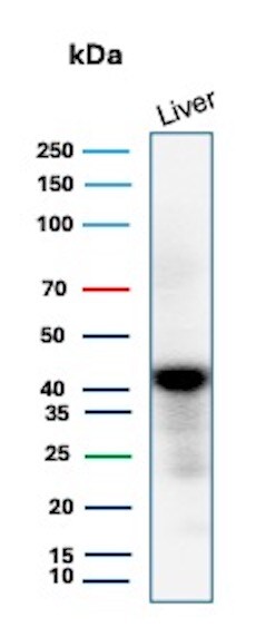 Glutamine Synthetase Antibody (GLUL/8517R) - Azide and BSA Free Western Blot: Glutamine Synthetase Antibody (GLUL/8517R) - Azide and BSA Free [NBP3-21059] -