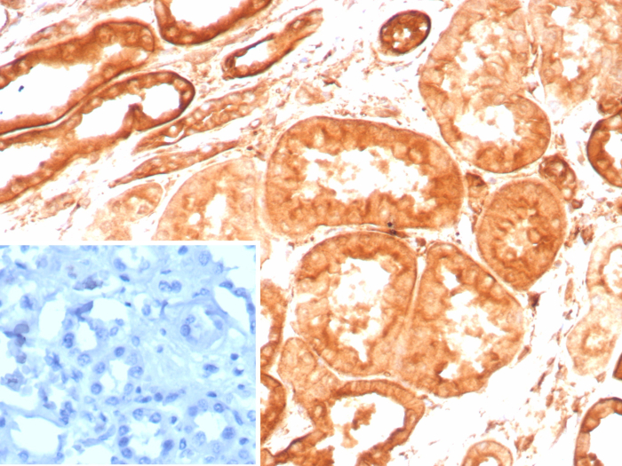 Vinculin Antibody (VCL/8533R) - Azide and BSA Free