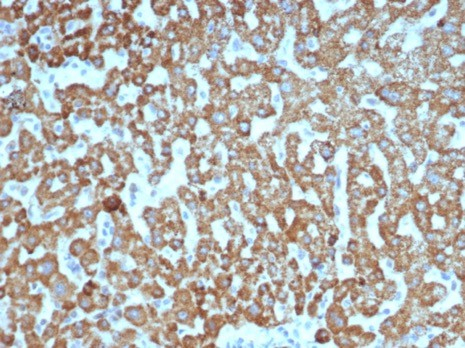 VEGF Antibody (VEGFA/7635R) - Azide and BSA Free