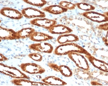 Creatine Kinase BB Antibody (CKBB/6565) - Azide and BSA Free