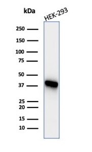 Creatine Kinase BB Antibody (CKBB/6565) - Azide and BSA Free Western Blot: Creatine Kinase BB Antibody (CKBB/6565) - Azide and BSA Free [NBP3-21074] -