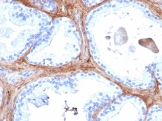 Decorin Antibody (DCN/6289) - Azide and BSA Free