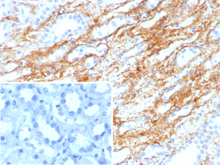 Collagen IV Antibody (COL4/8657R) - Azide and BSA Free