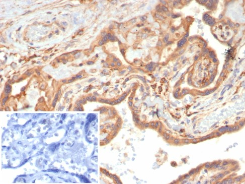 VEGF Antibody (VEGFA/7758R) - Azide and BSA Free