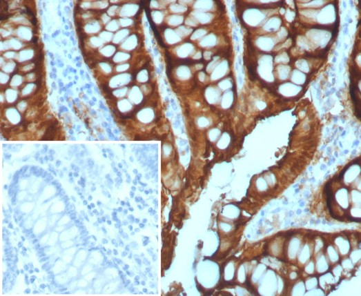 Villin 1 Antibody (VIL1/7378R) - Azide and BSA Free