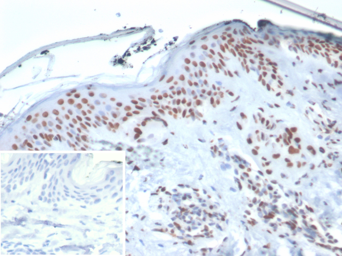 Ku80/XRCC5 Antibody (XRCC5/7314) - Azide and BSA Free