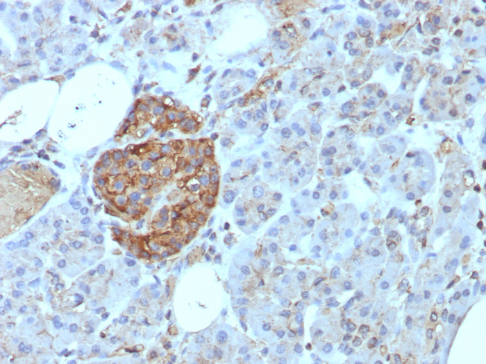 CD99 Antibody (rMIC2/8497) - Azide and BSA Free