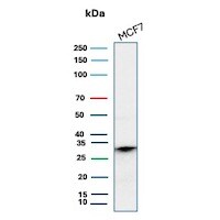 CD99 Antibody (MIC2/8119R) - Azide and BSA Free Western Blot: CD99 Antibody (MIC2/8119R) - Azide and BSA Free [NBP3-21121] -