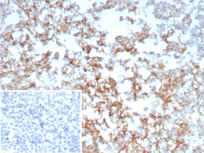 CD21 Antibody (CR2/8769R) - Azide and BSA Free