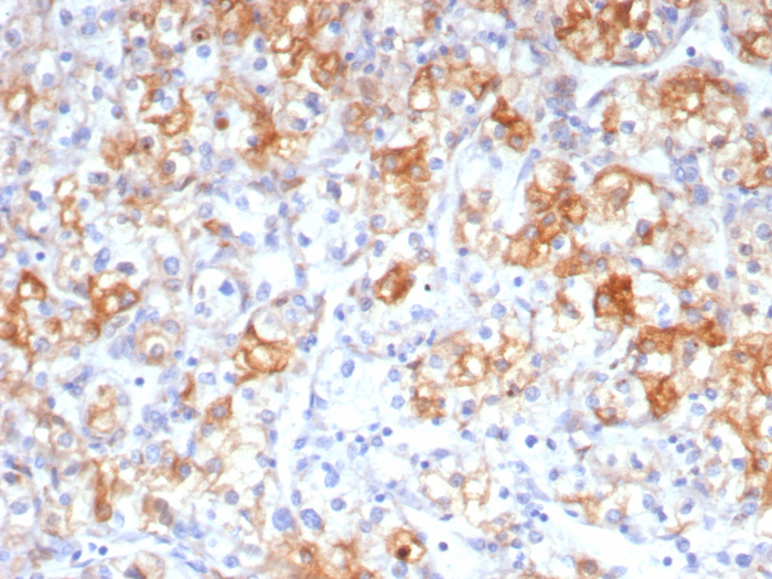 COX-2 Antibody (rCOX2/6996) - Azide and BSA Free